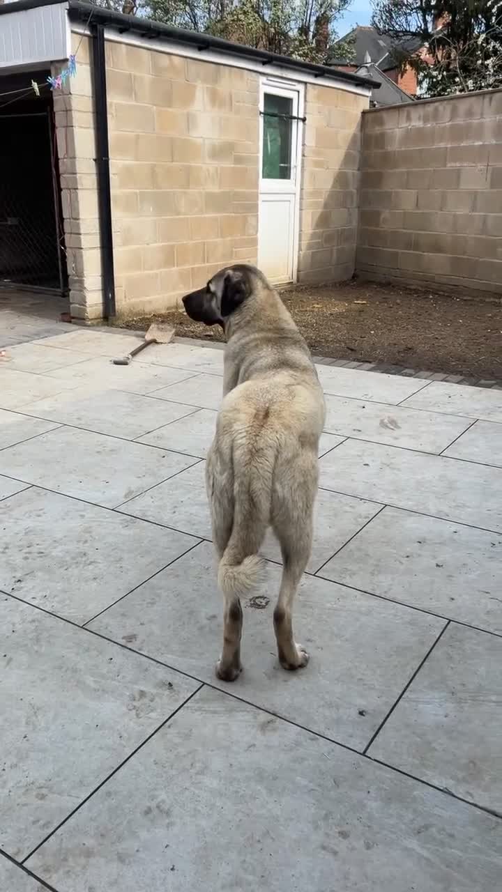 Turkish Kangal dogs for sale: Turkish Kangal puppies  - Video 2