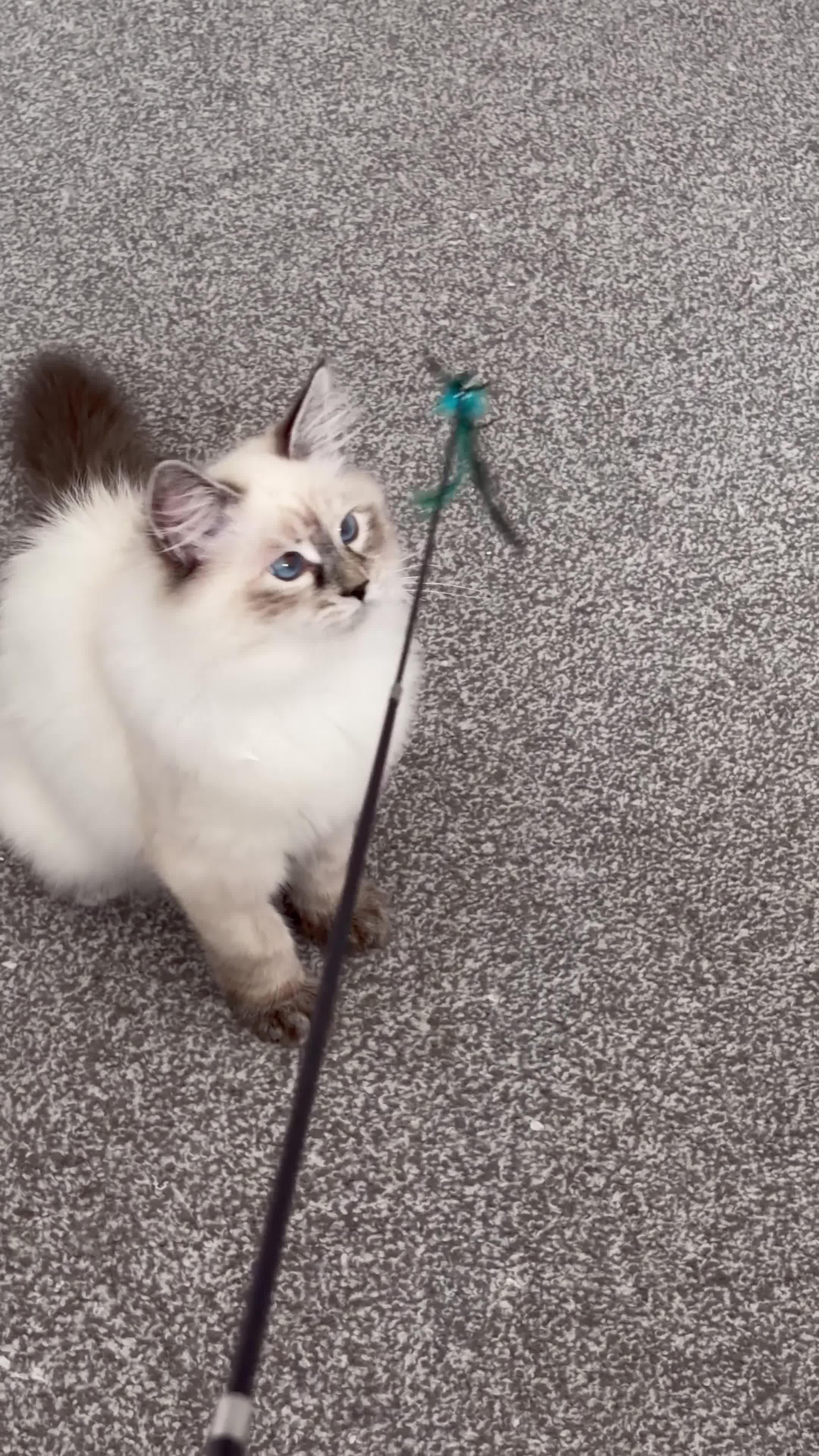 Siberian cats for sale: 🏆Champion line Kitten rehome - Video 1