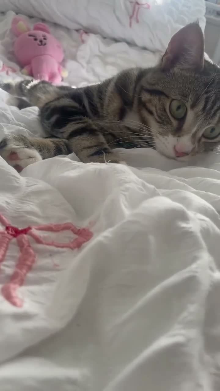 Mixed Breed cats for sale: Male Cat - Neymar - Video 1