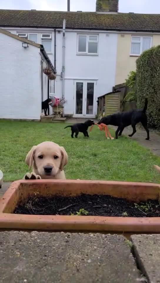 Labrador Retriever dogs for sale: Labrador Puppy in Stamford - Video 1