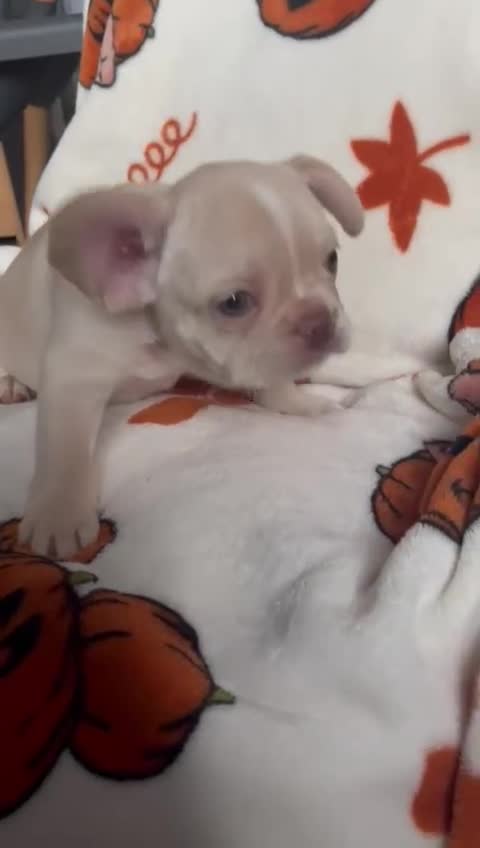 French Bulldog dogs for sale: TOP QUALITY FRENCH BULLDOGS  - Video 2