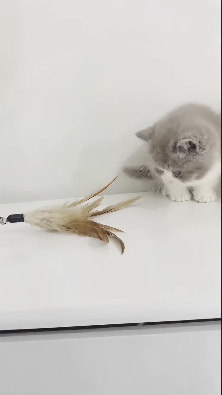 British Shorthair cats for sale: British shorthair kittens  - Video 1