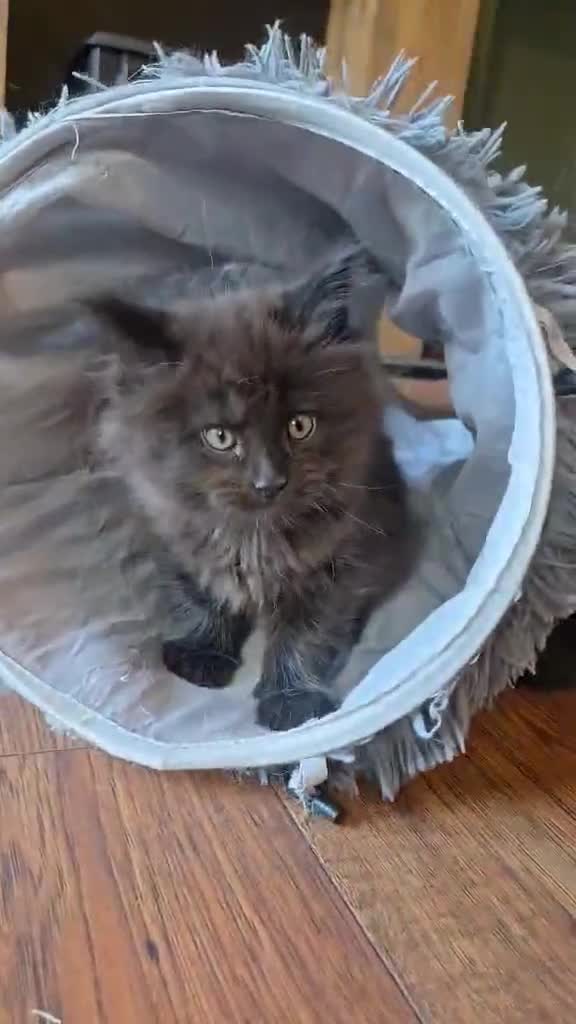 Maine Coon cats for sale: GCCF Maine Coon kittens  - Video 1