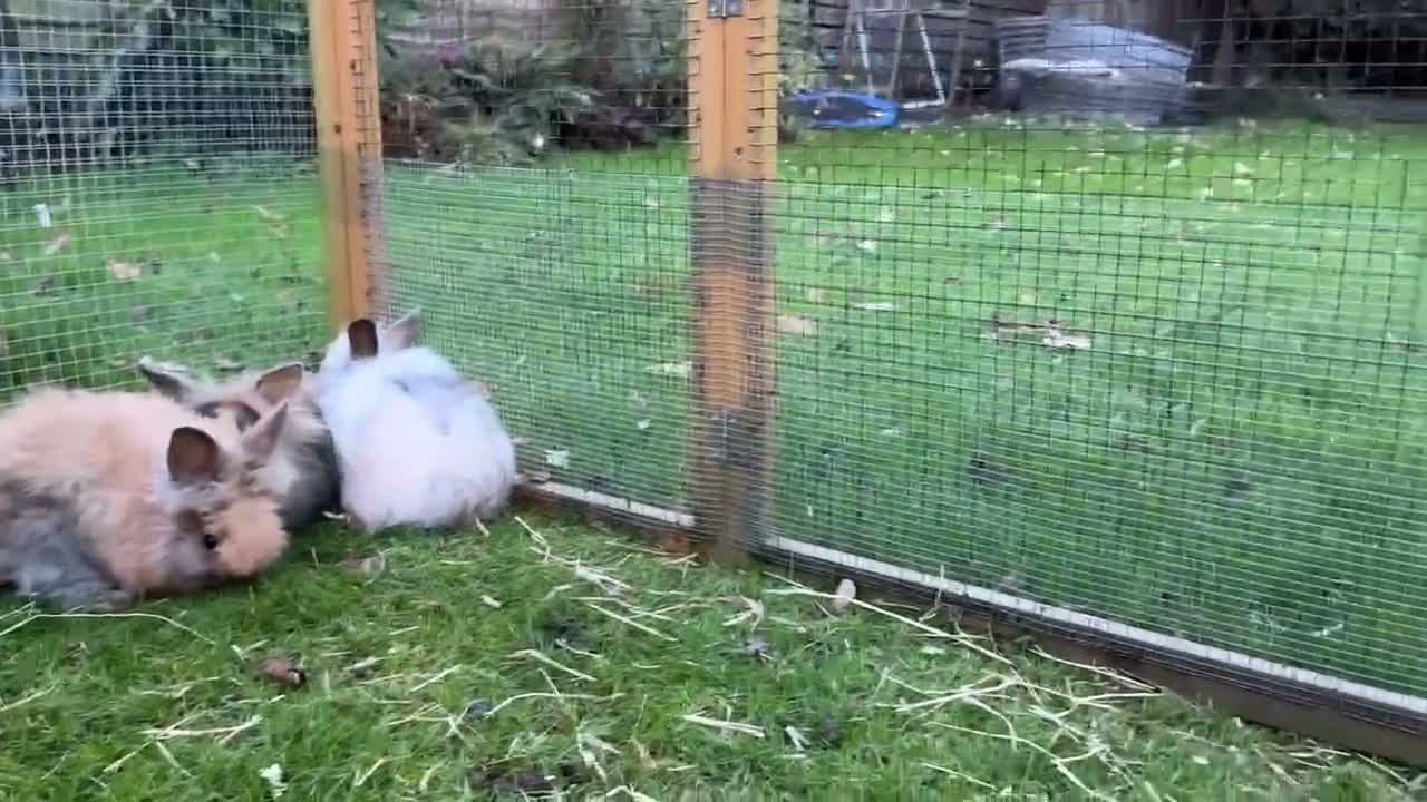 Mini Lion Lop rabbits for sale: £25 Mini lop lion mane long haired - Video 1