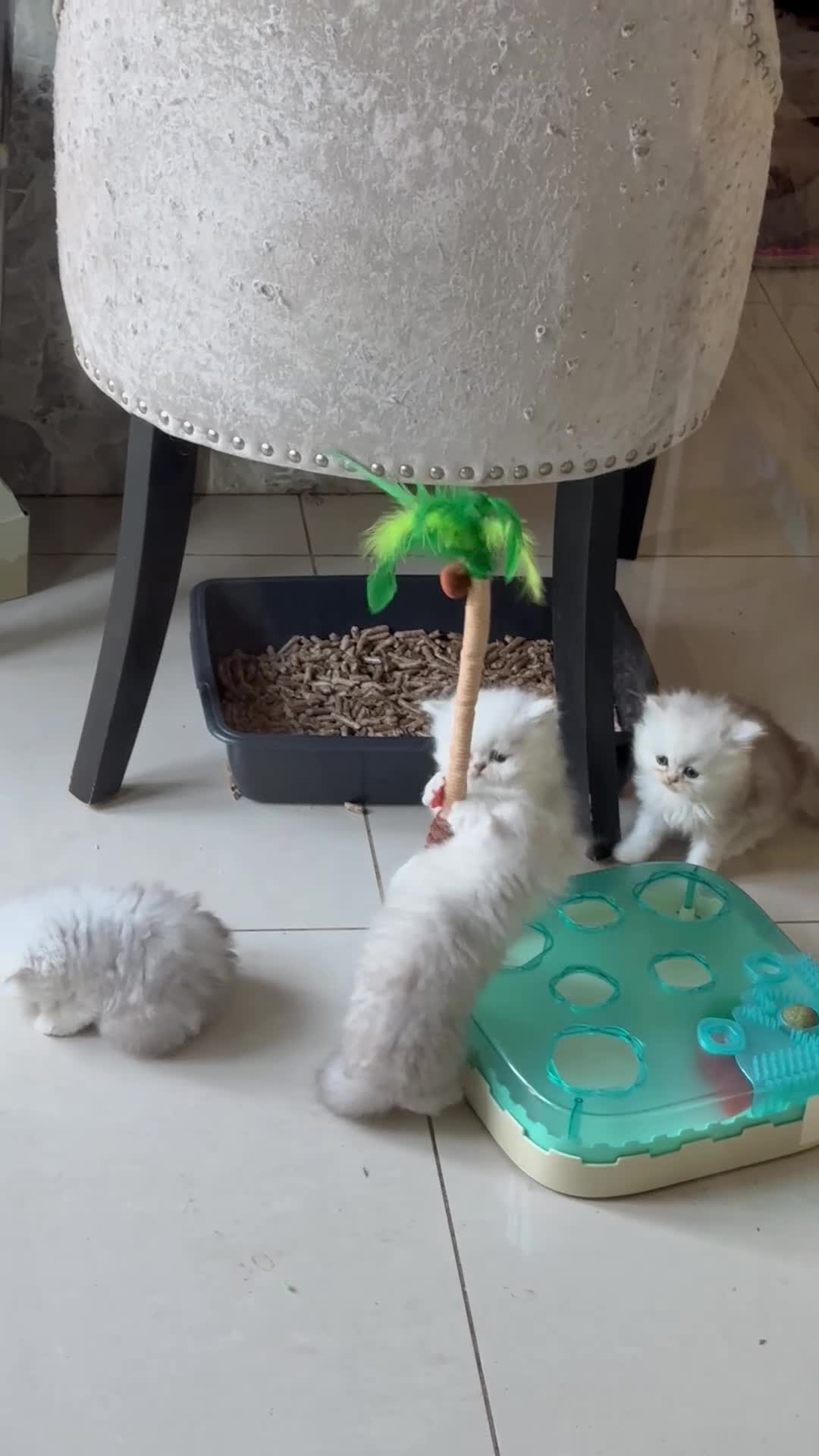 Persian cats for sale: Confidence silver tipped Persian kittens - Video 1