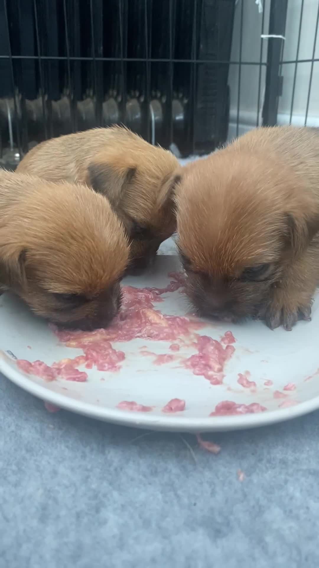 Norfolk Terrier dogs for sale: Norfolk Terrier Puppies - Video 1