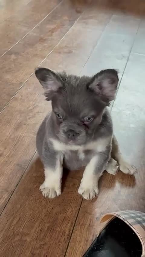 French Bulldog dogs for sale: Fluffy frenchies new shade/ lilactan pink-testable - Video 1