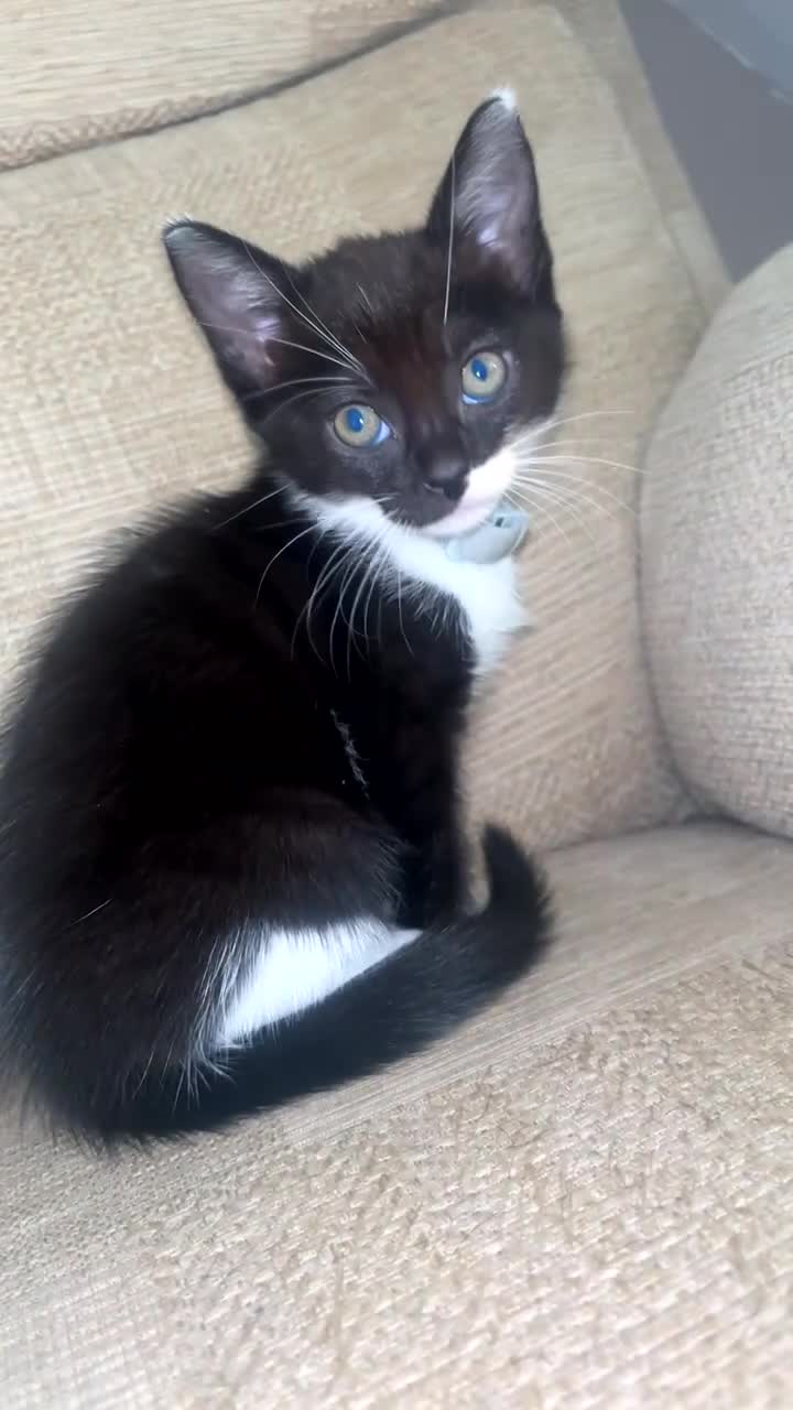 Domestic Shorthair cats for sale: Black and white kittens  - Video 1