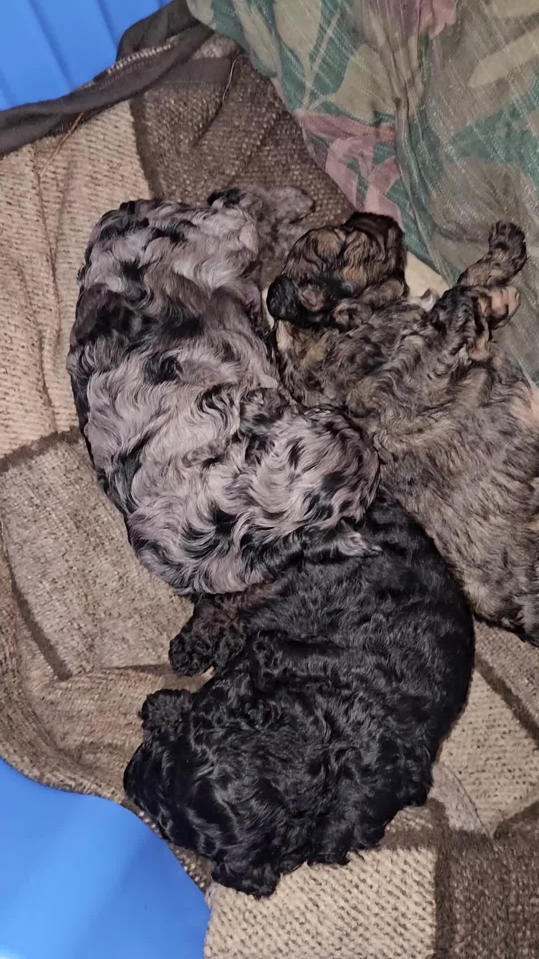 Cavapoo dogs for sale: 3 cavapoo puppies  - Video 1