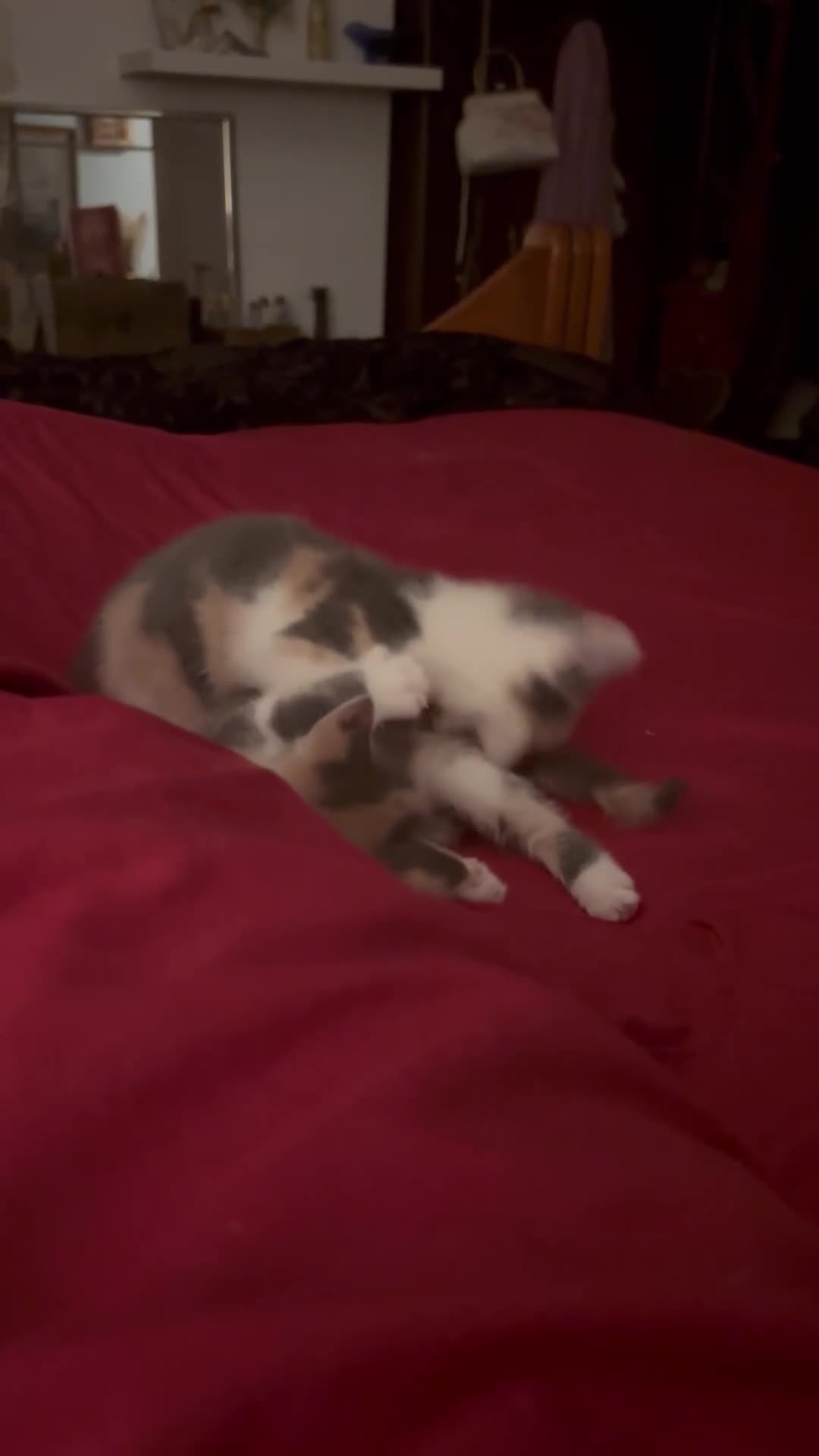 British Shorthair cats for sale: Beautiful loving kittens  - Video 1