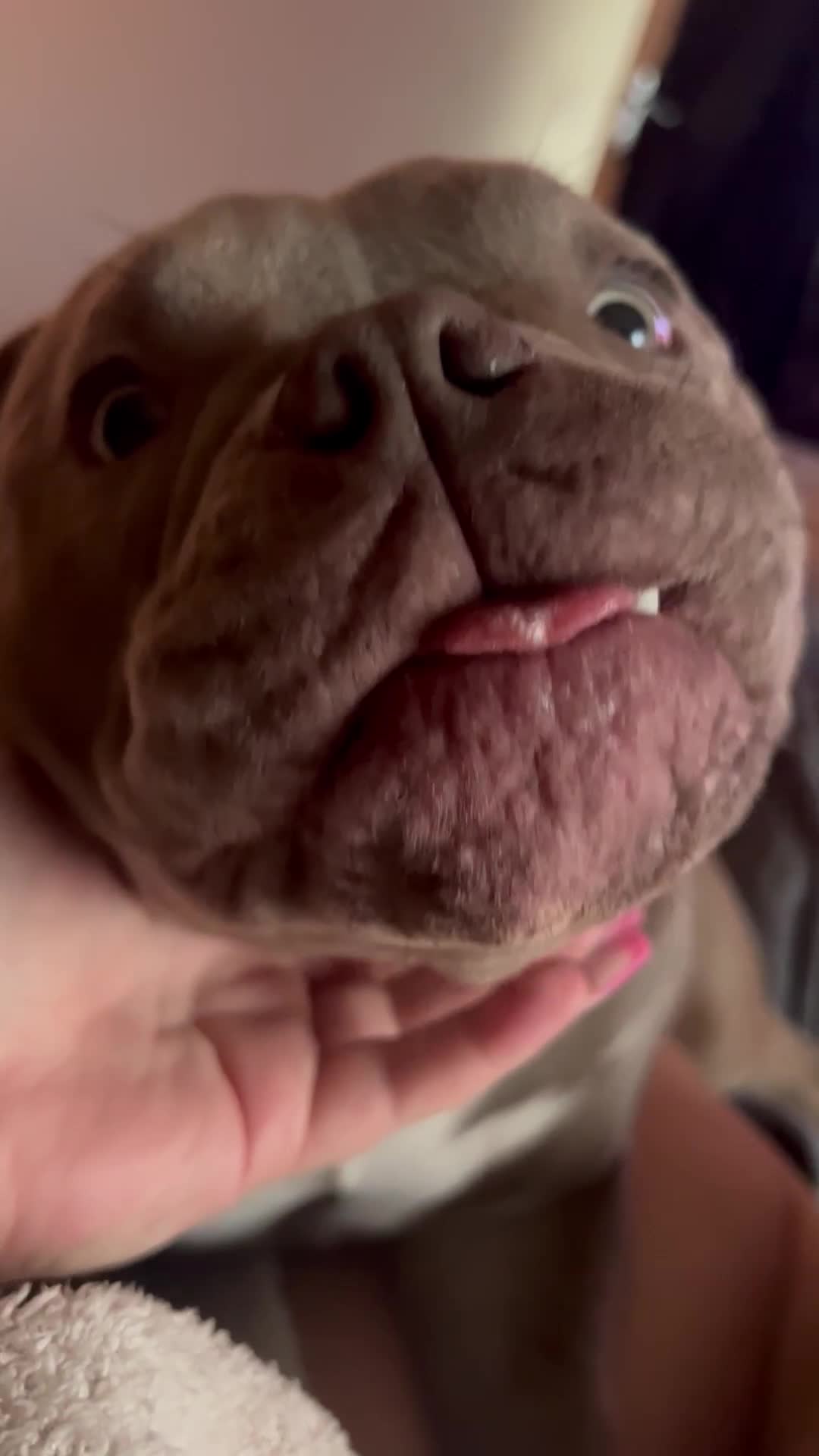 American Bully dogs for sale: Micro bully looking for a forever home💕 - Video 1