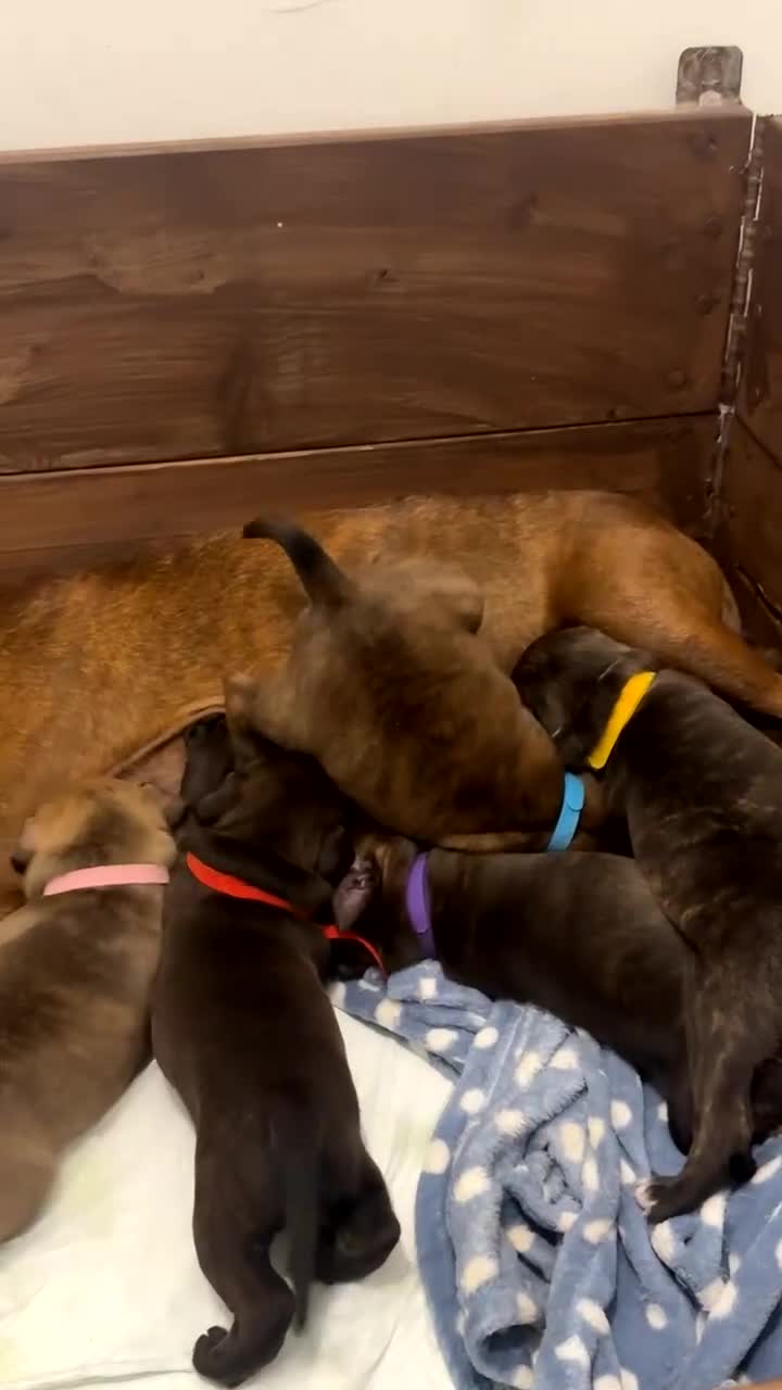 Staffordshire Bull Terrier dogs for sale: Staffordshire Bull Terrier Puppies - Video 4