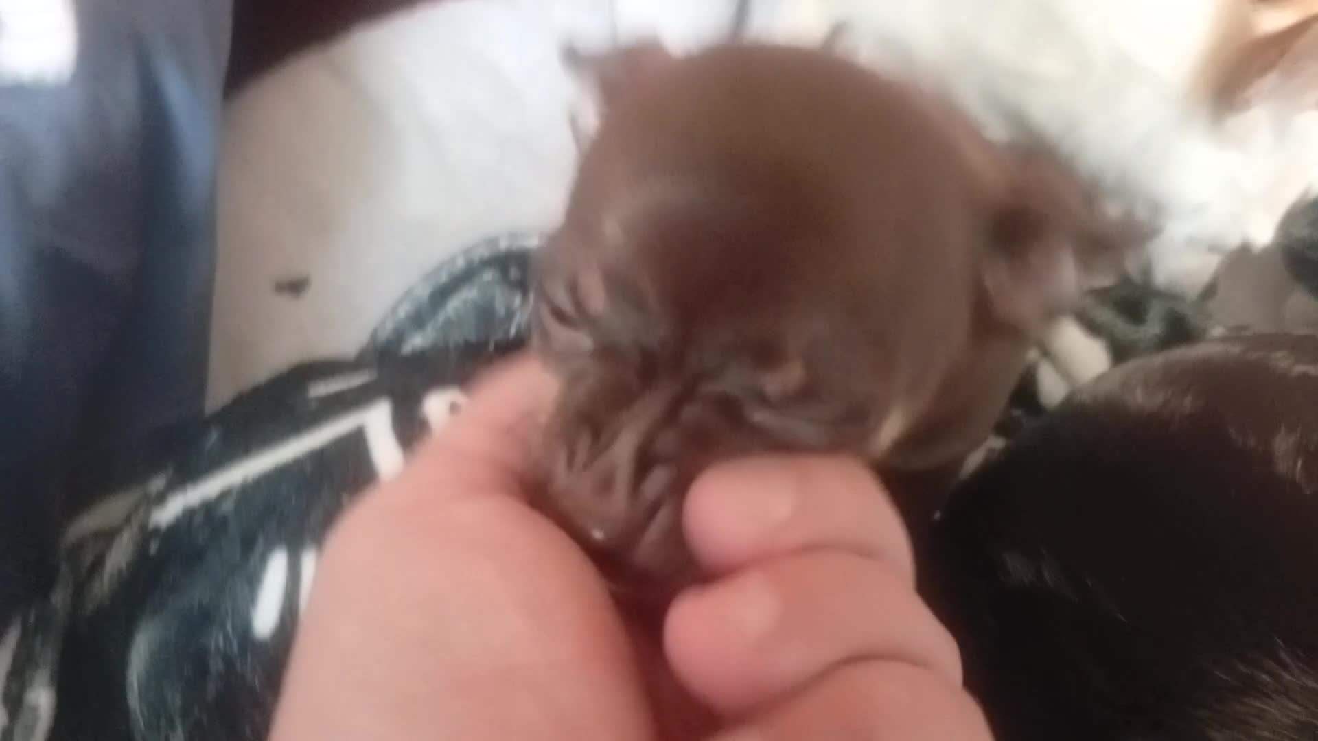 Chihuahua dogs for sale: Last Chocolate Girl - Video 1