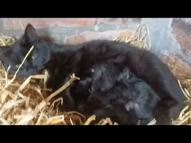 British Shorthair cats for sale: 8 British Shorthair Kittens for Sale in Perth - Video 1
