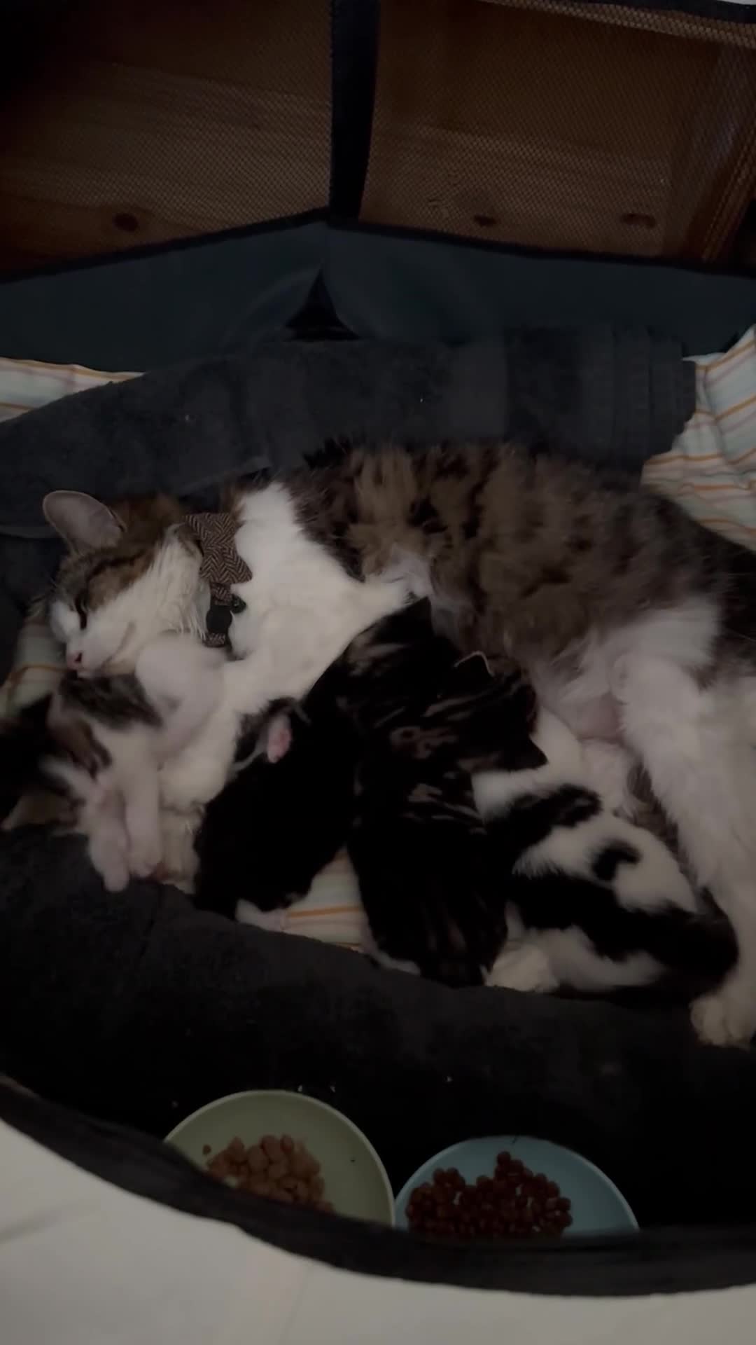 Mixed Breed cats for sale: Beautiful & Bonnie Boys & Mumma - Video 1