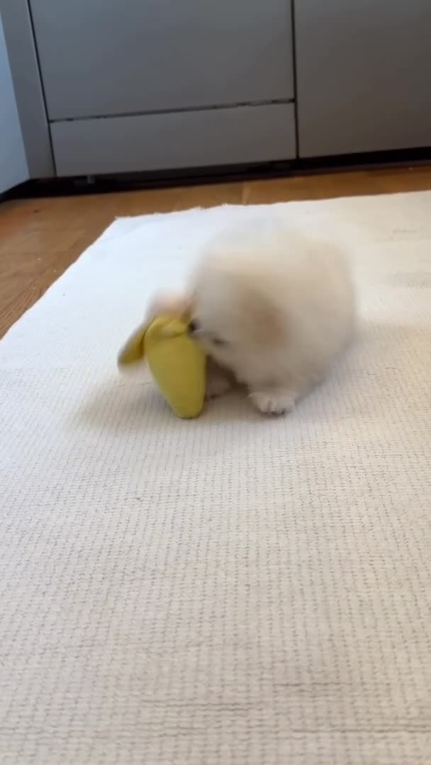 Pomeranian dogs for sale: ❤️Stunning KC white boy from KC parents❤️ - Video 3