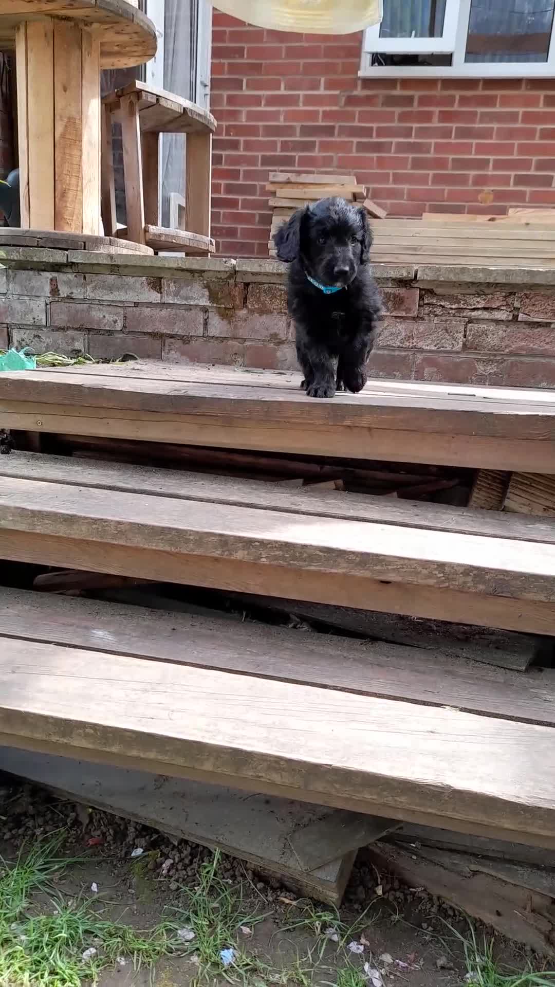 Mixed Breed dogs for sale: Stunning Huntadoodles - Ready this Bank Holiday  - Video 1