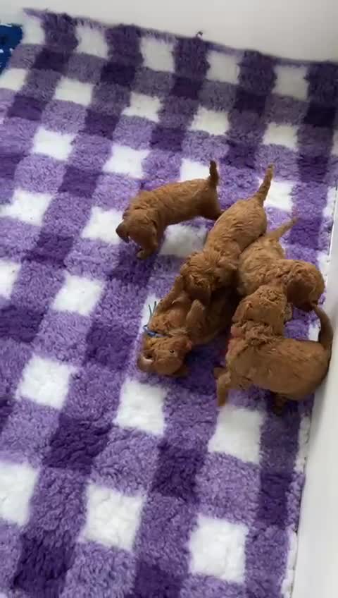 Miniature Poodle dogs for sale: KC HEALTH TEST PUPS - POLICE K9 TRAINER 5* BREEDER - Video 4