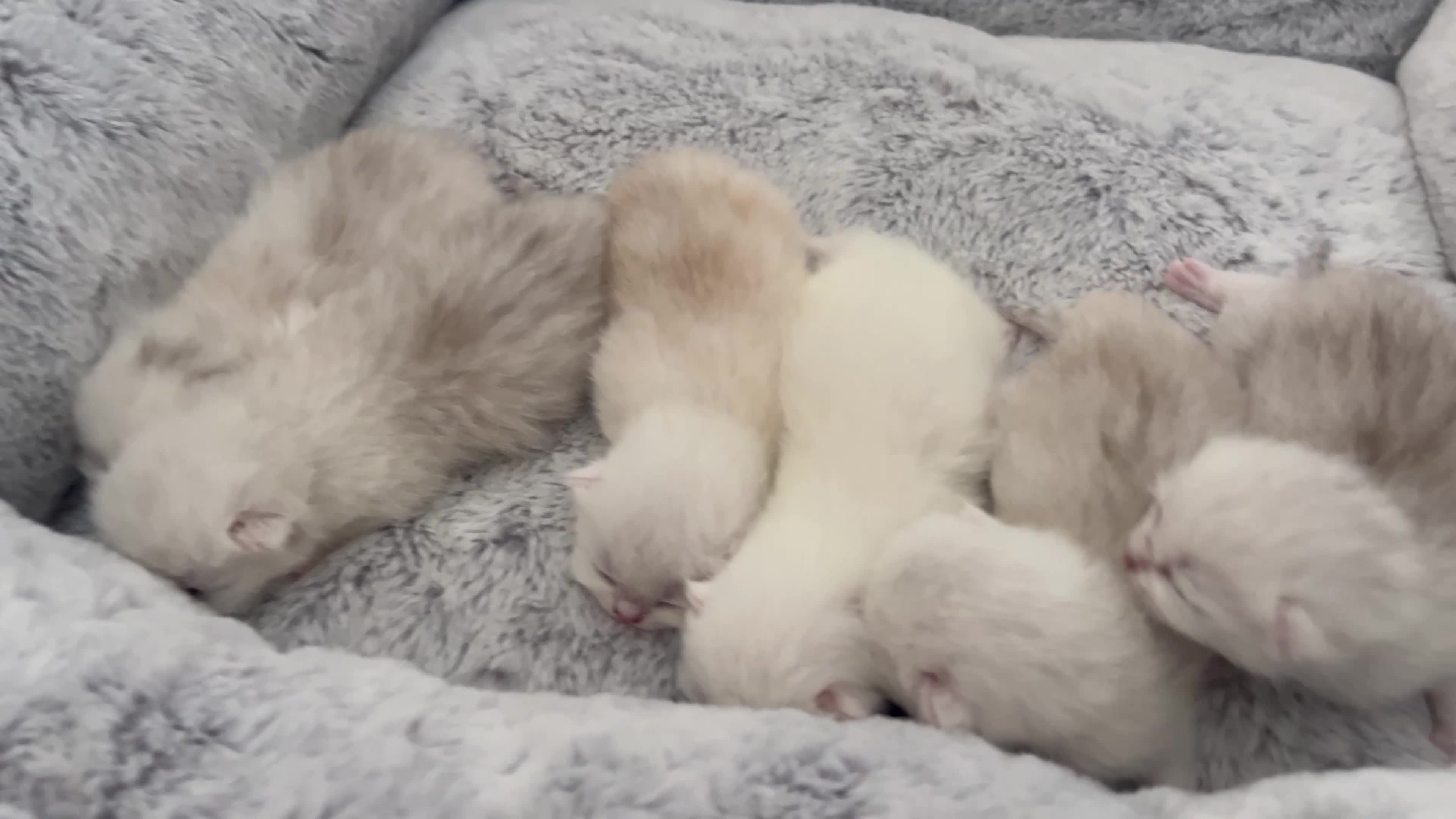 Scottish Fold cats for sale: Scottish Fold  - Video 1