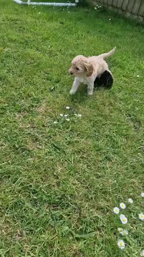 Cockapoo dogs for sale: Beautiful and friendly Cockapoo puppies - Video 1