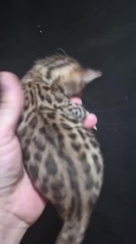 Bengal cats for sale: Beautiful make full bengal - Video 1