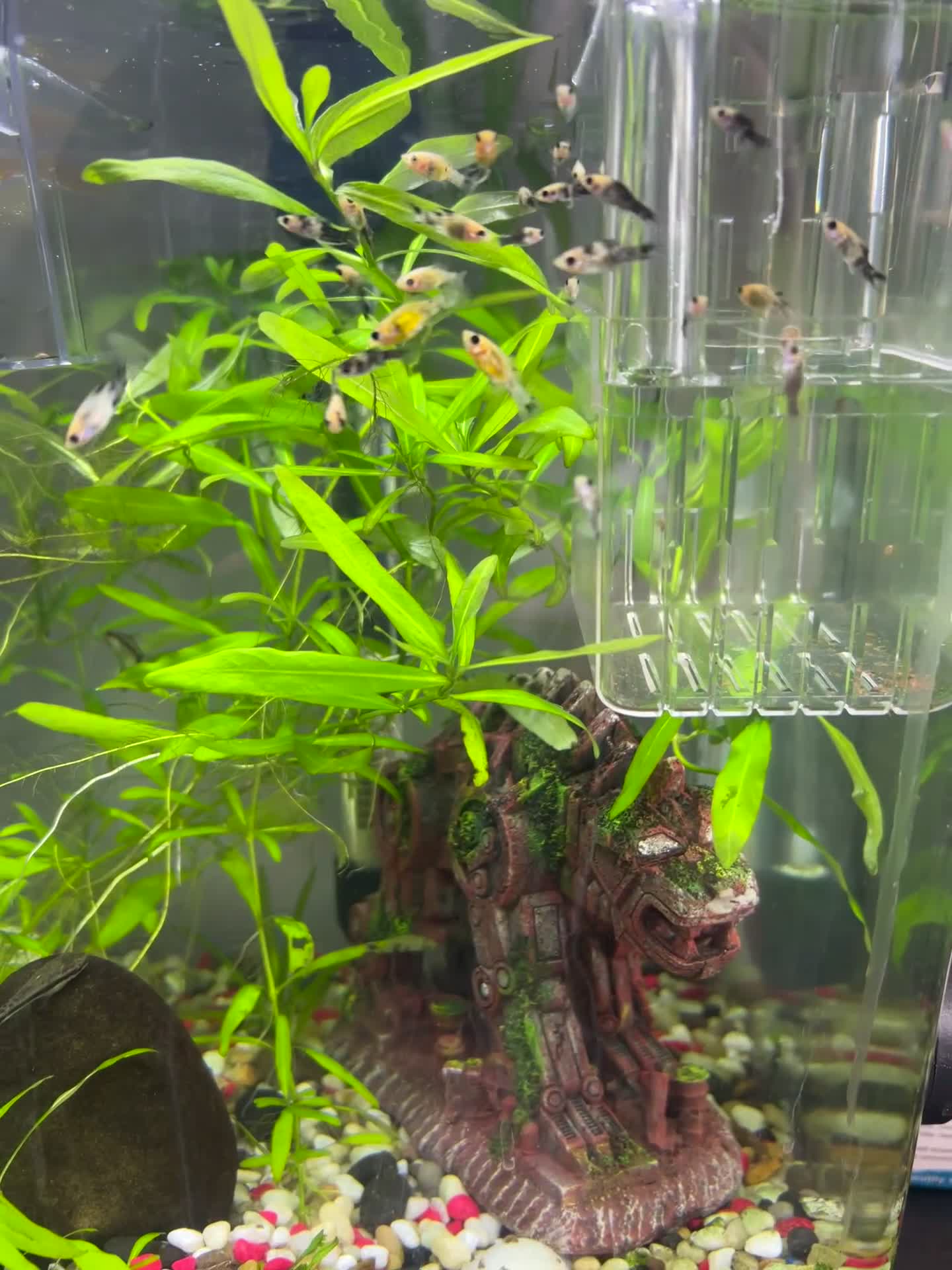 Mollies fish for sale: Assorted baby Mollies for Sale.  - Video 2
