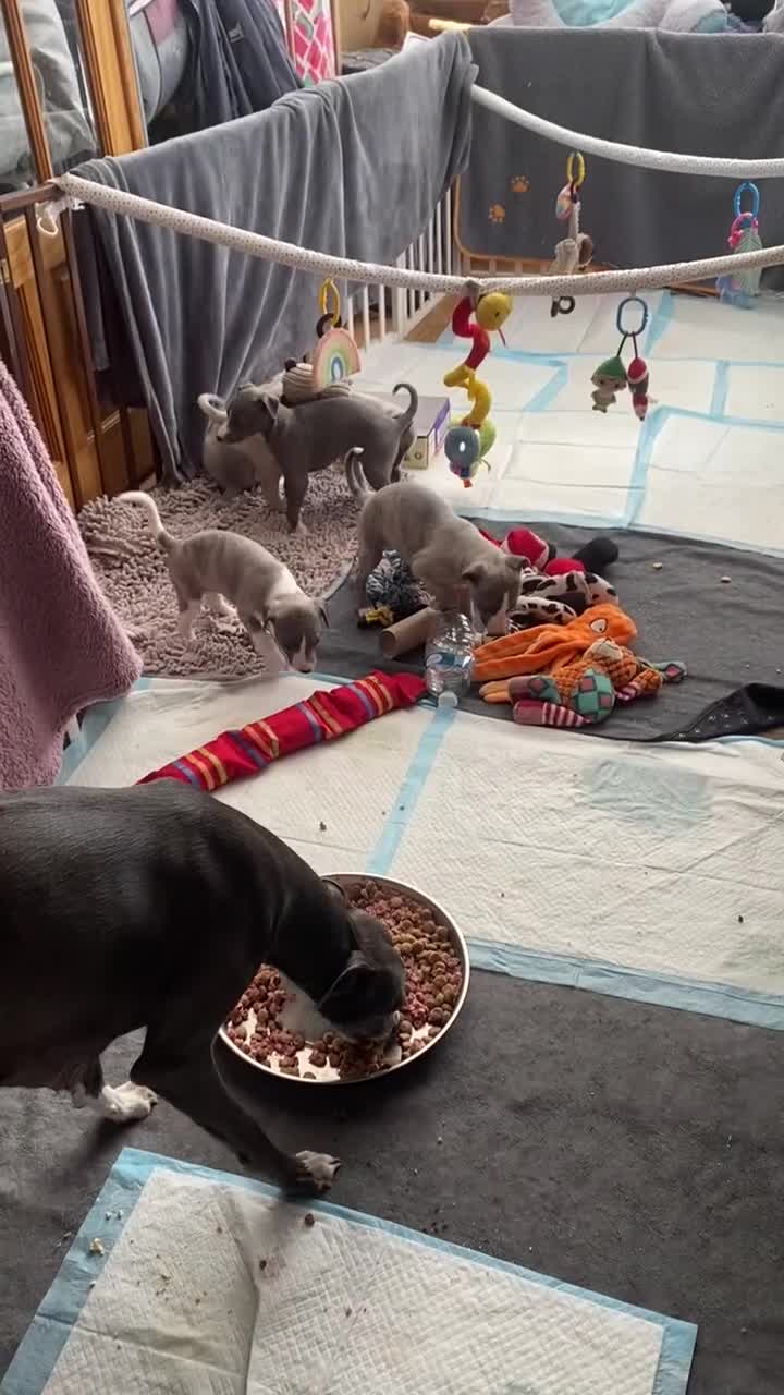 Whippet dogs for sale: NEW KIDS ON THE BLOCK /STUNNING  RKC LITTER  - Video 2