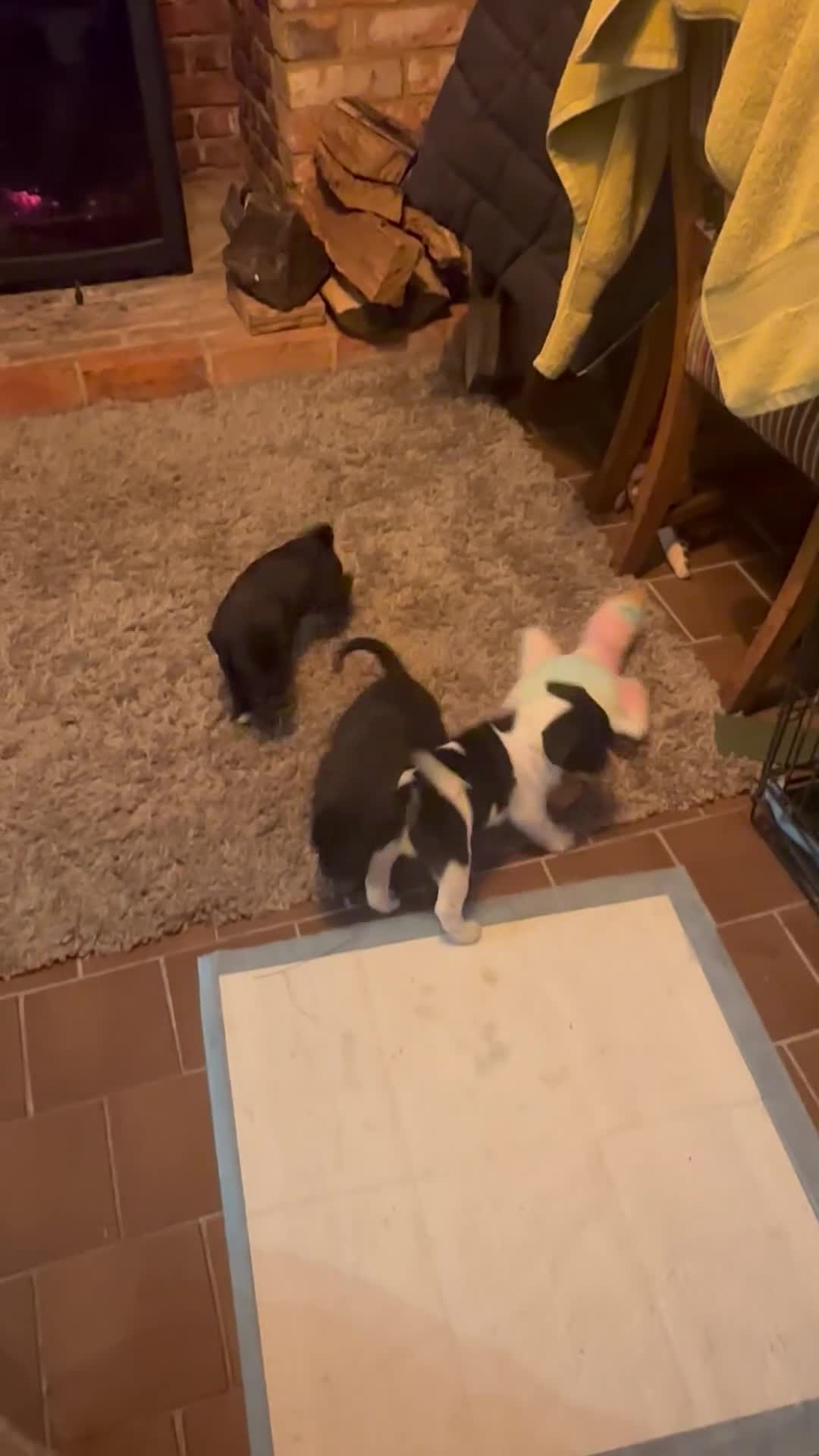 Mixed Breed dogs for sale: Frenchie x pointer  - Video 4