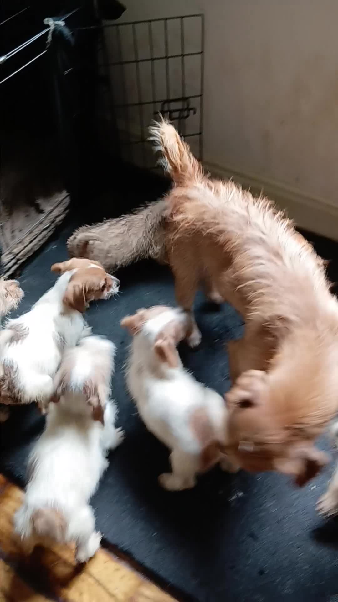Mixed Breed dogs for sale: Norpats ready for our new homes in Telford - Video 1