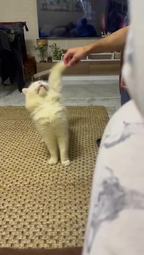 Turkish Angora cats for sale: FREE! Turkish Angora Cat Looking for a New Home  - Video 1