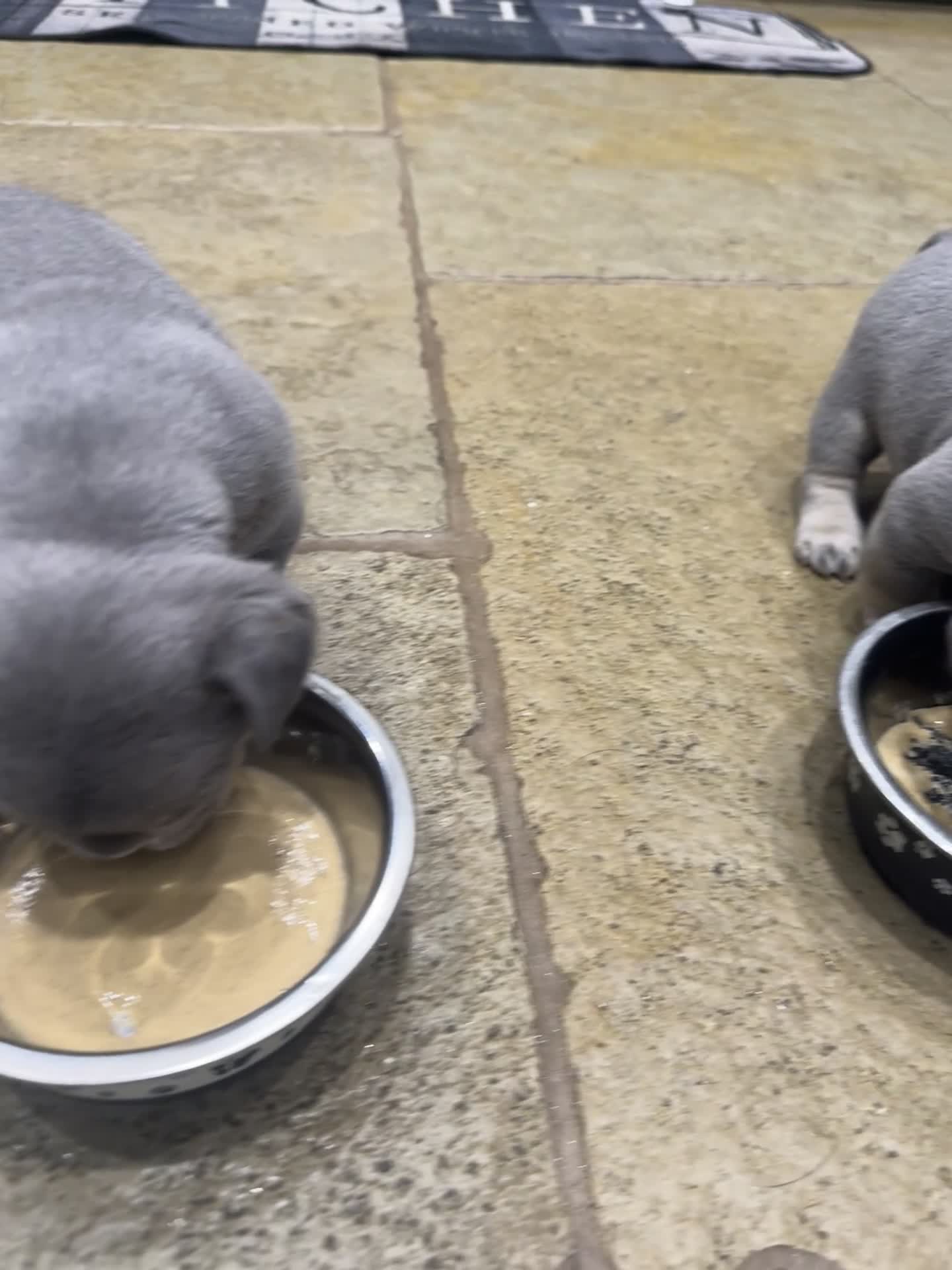 French Bulldog dogs for sale: 5* FRENCH BULLDOGS FOR SALE! - Video 1