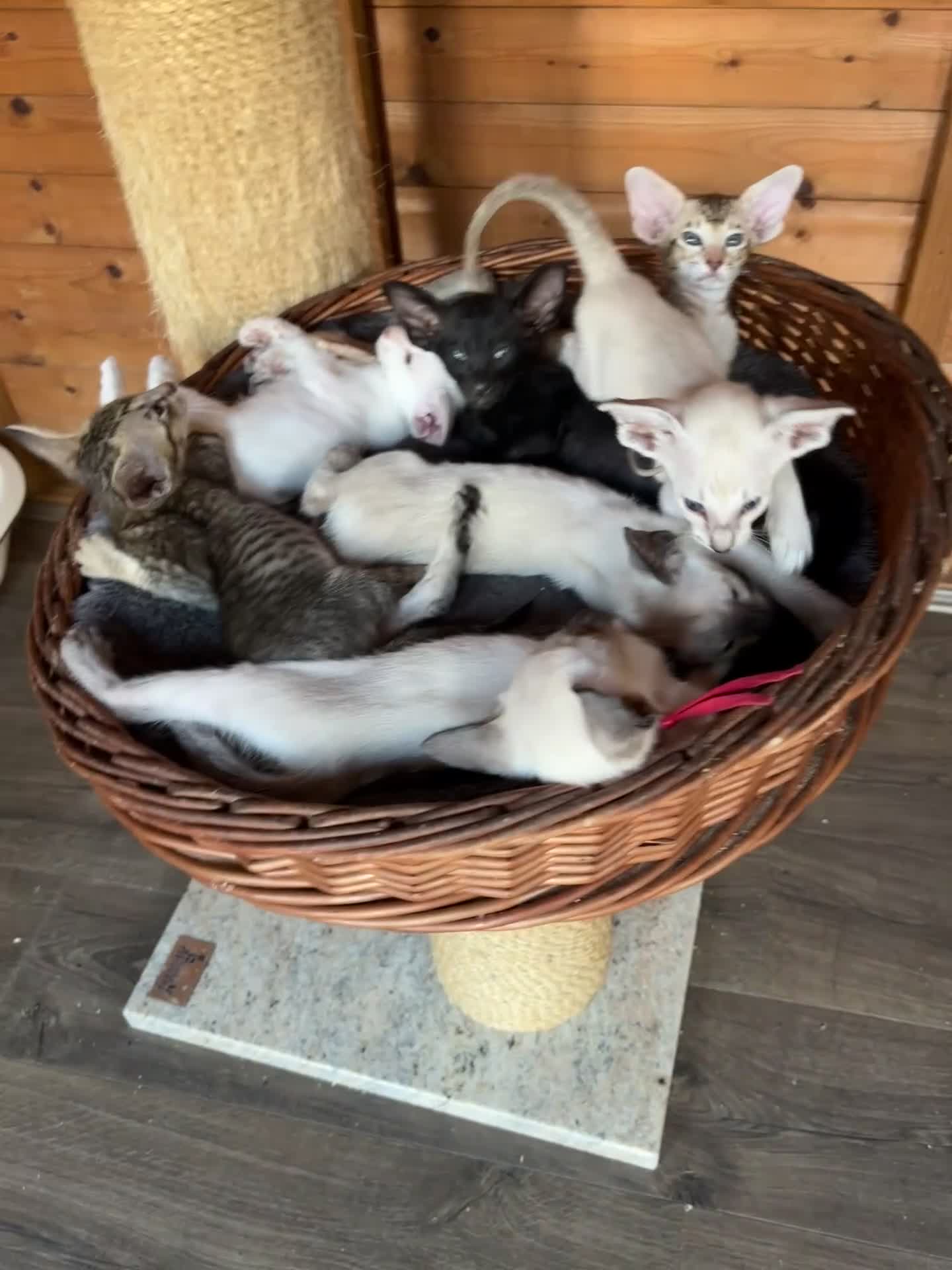 Siamese cats for sale: Siamese and orientals - Video 1