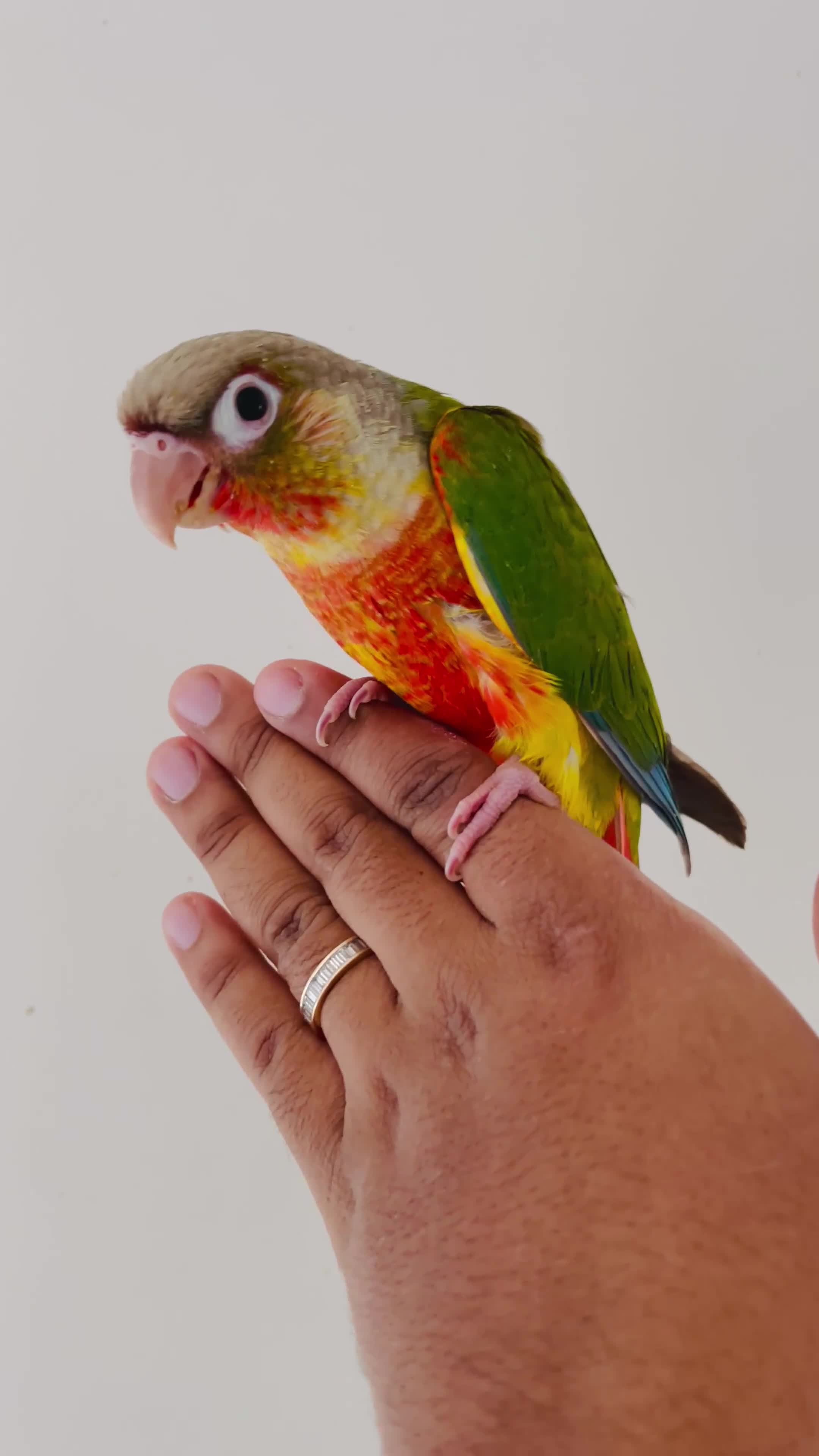 Conures birds for sale: Hand reared conures for sale - Video 3