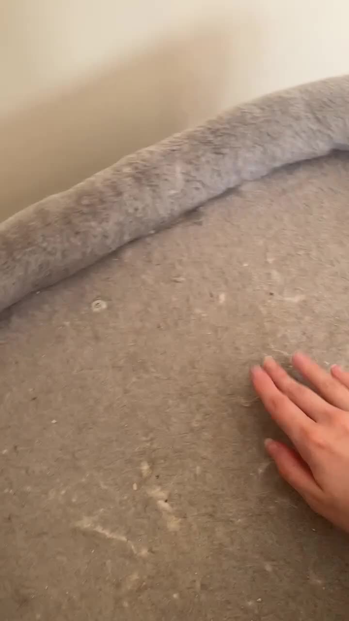 Norwegian Forest Cat cats for sale: Full pedigree female Norwegian forest cat GCCF. - Video 2