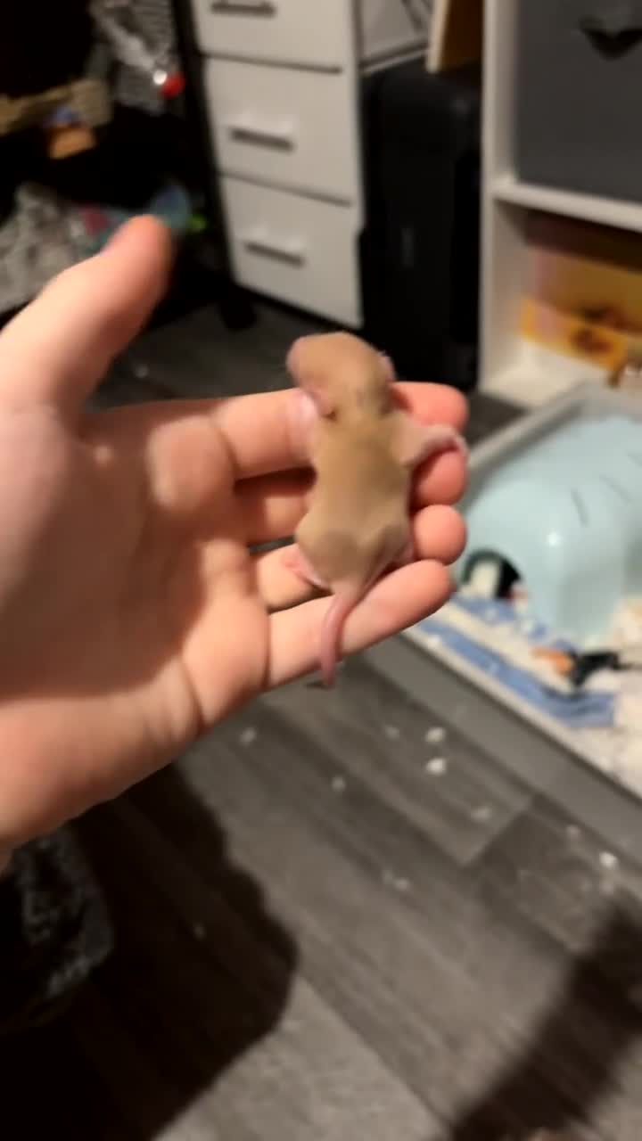 Rat rodents for sale: baby rats for sale 28th jan+  - Video 2