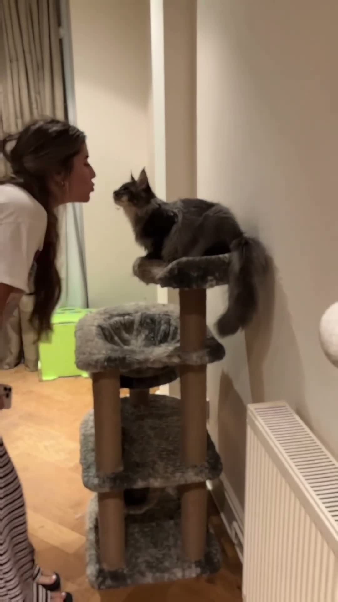 Maine Coon cats for sale: POLYDACTYL MAINE COON KITTENS - Video 5