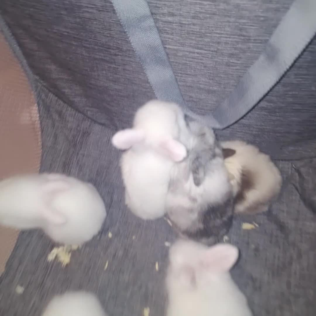 Lionhead rabbits for sale: Baby bunny's  in Stoke-on-Trent - Video 2