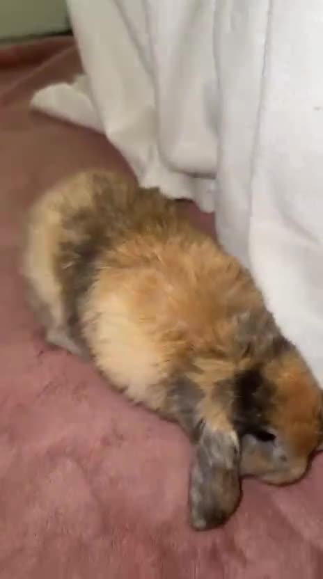 Mini Lop rabbits for sale: 4 gorgeous mini lop bunnies for sale  - Video 2
