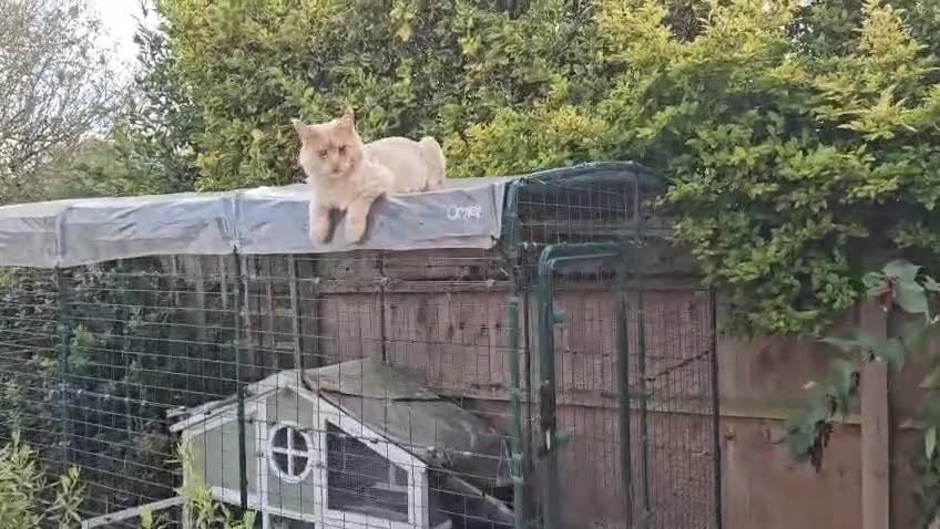 Maine Coon cats for sale: Beautiful Pedigree Maine Coon in New Milton - Video 1