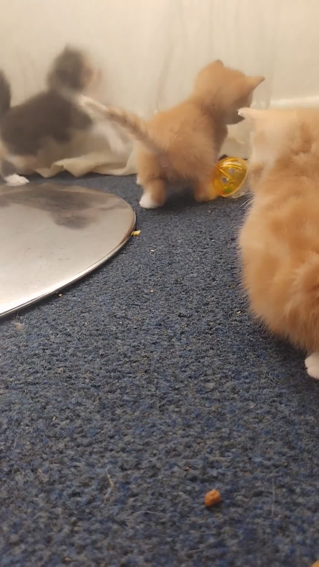Mixed Breed cats for sale: Kittens mixed breed - Video 1