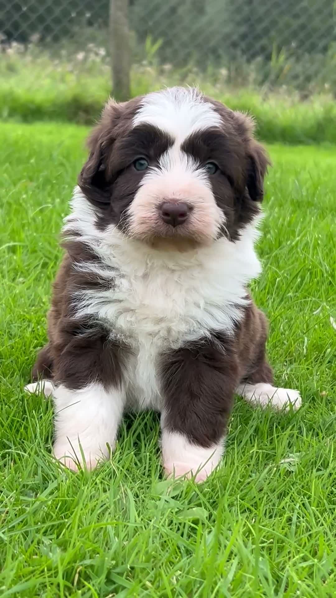 Bordoodle dogs for sale: LAST 1! OUTSTANDING SABLE BORDOODLE🧸 - Video 2