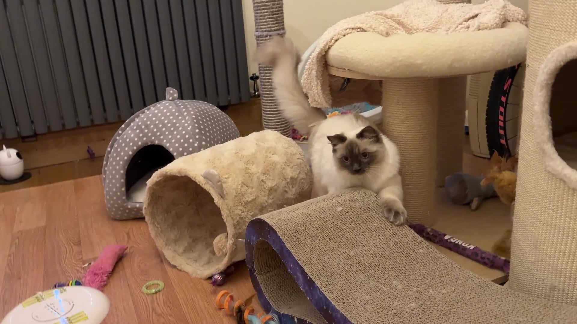 Ragdoll cats for sale: GCCF REGISTERED Ragdoll Kitten Blue Colourpoint - Video 5