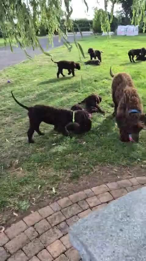 Irish Water Spaniel dogs for sale: Irish water spaniel - Video 3
