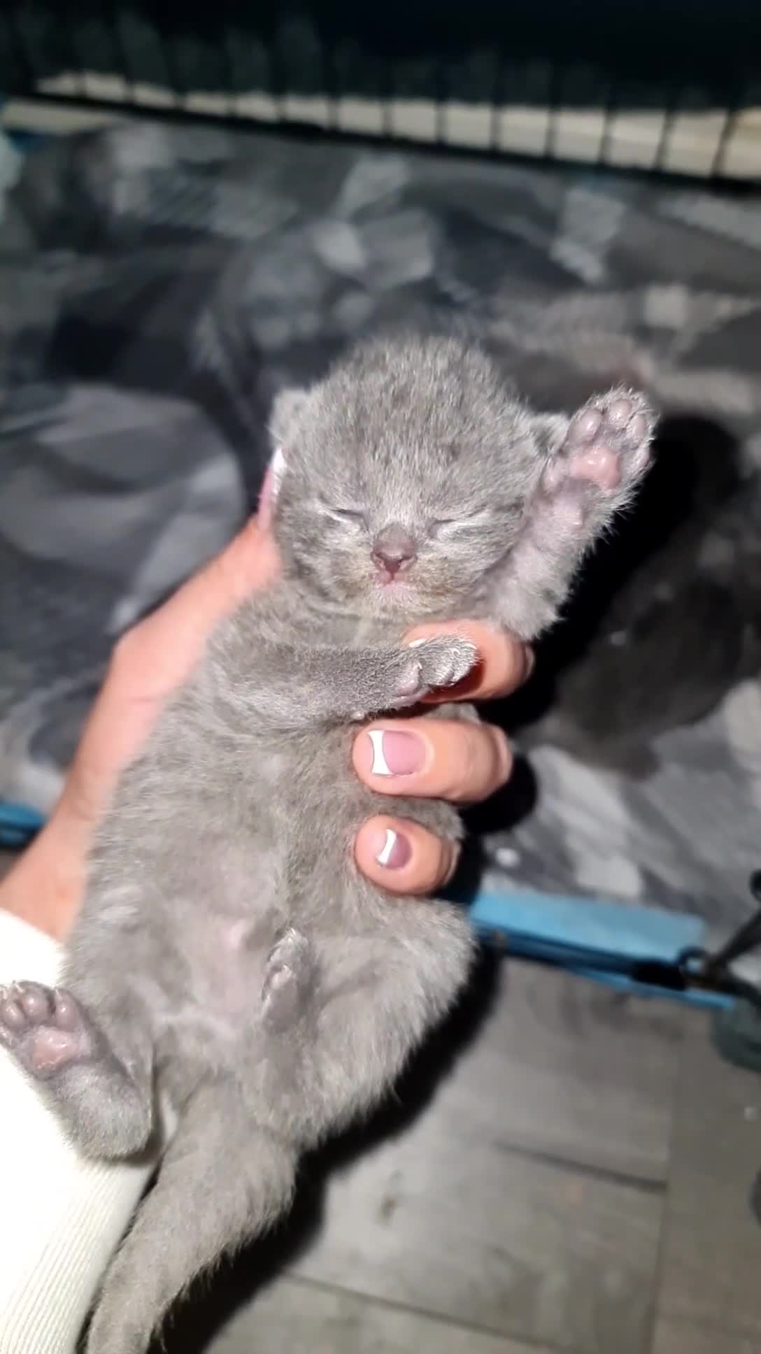 British Shorthair cats for sale: British shorthair/Russian babies 👶  - Video 1