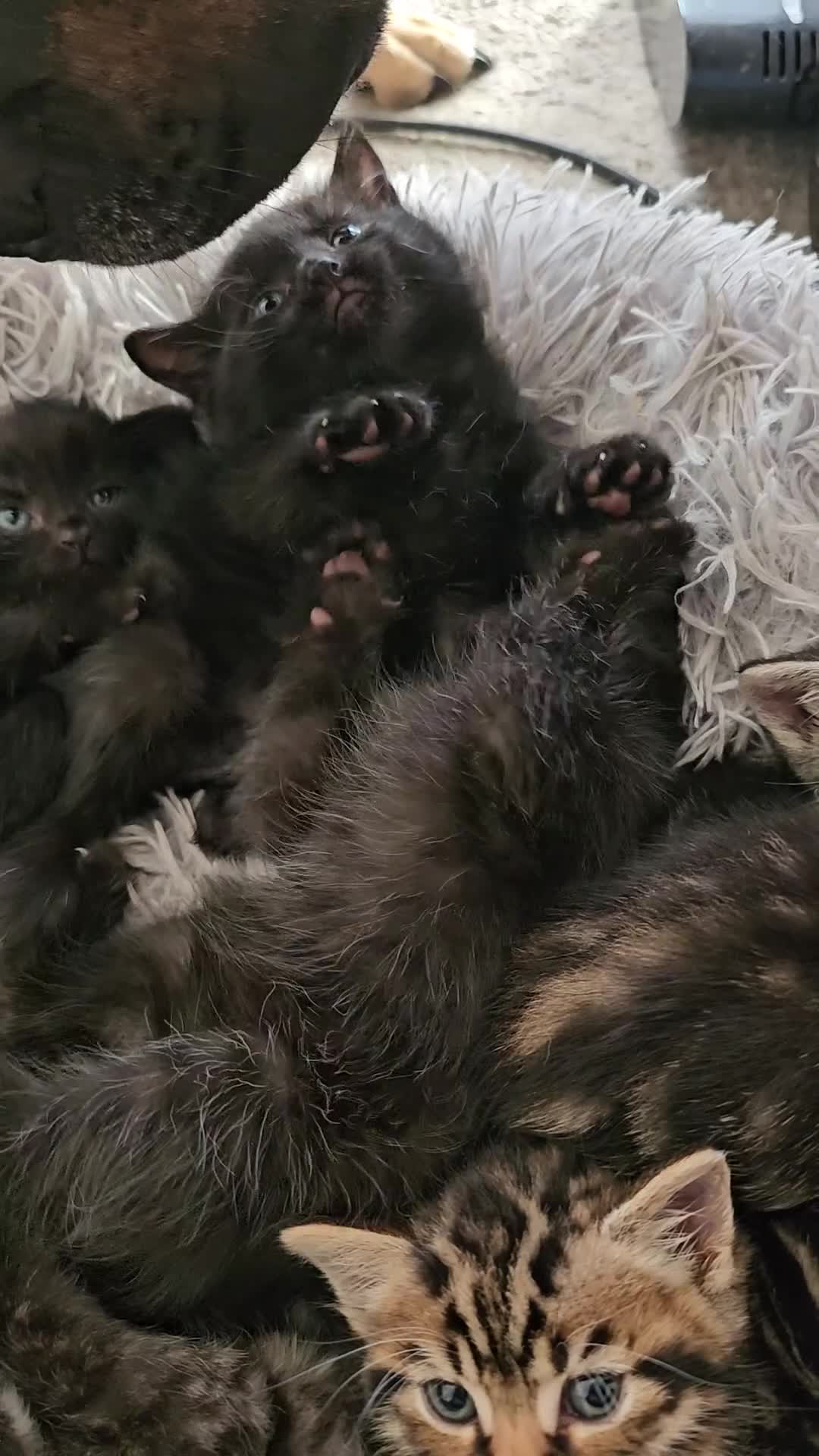Bengal cats for sale: Bengal Cross kittens - Video 1
