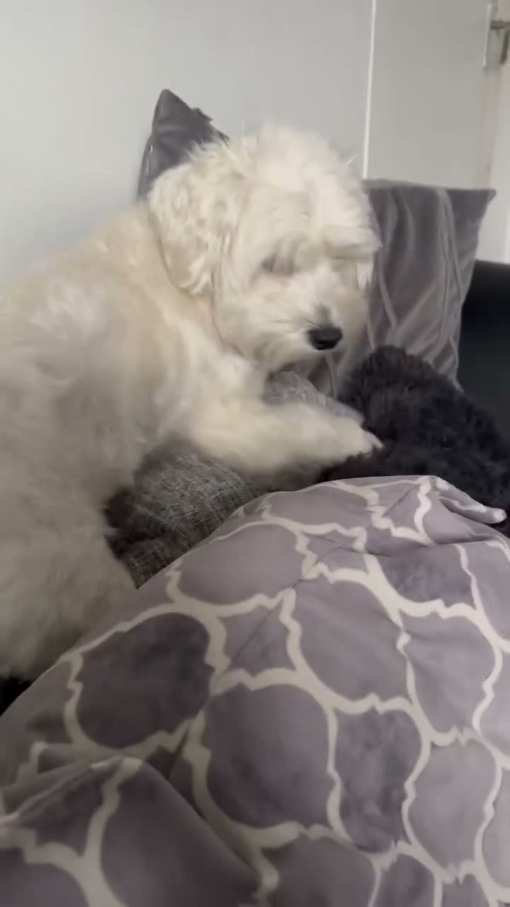 Maltese dogs for sale: 🐾 MEET ANGEL – A BEAUTIFUL 5-YEAR-OLD MALTESE  in London - Video 1