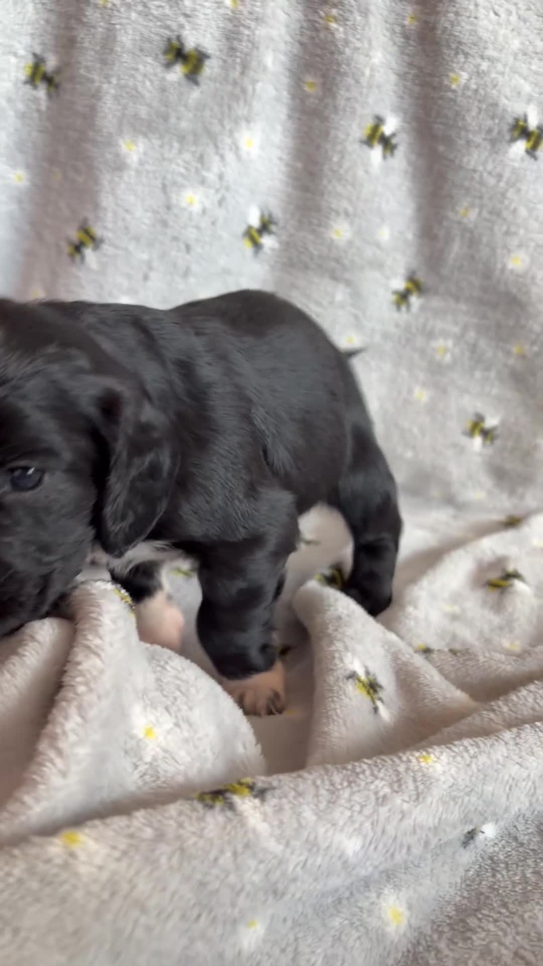 Cocker Spaniel dogs for sale: 6 Week old Working Cocker Spaniel Puppies - Video 1