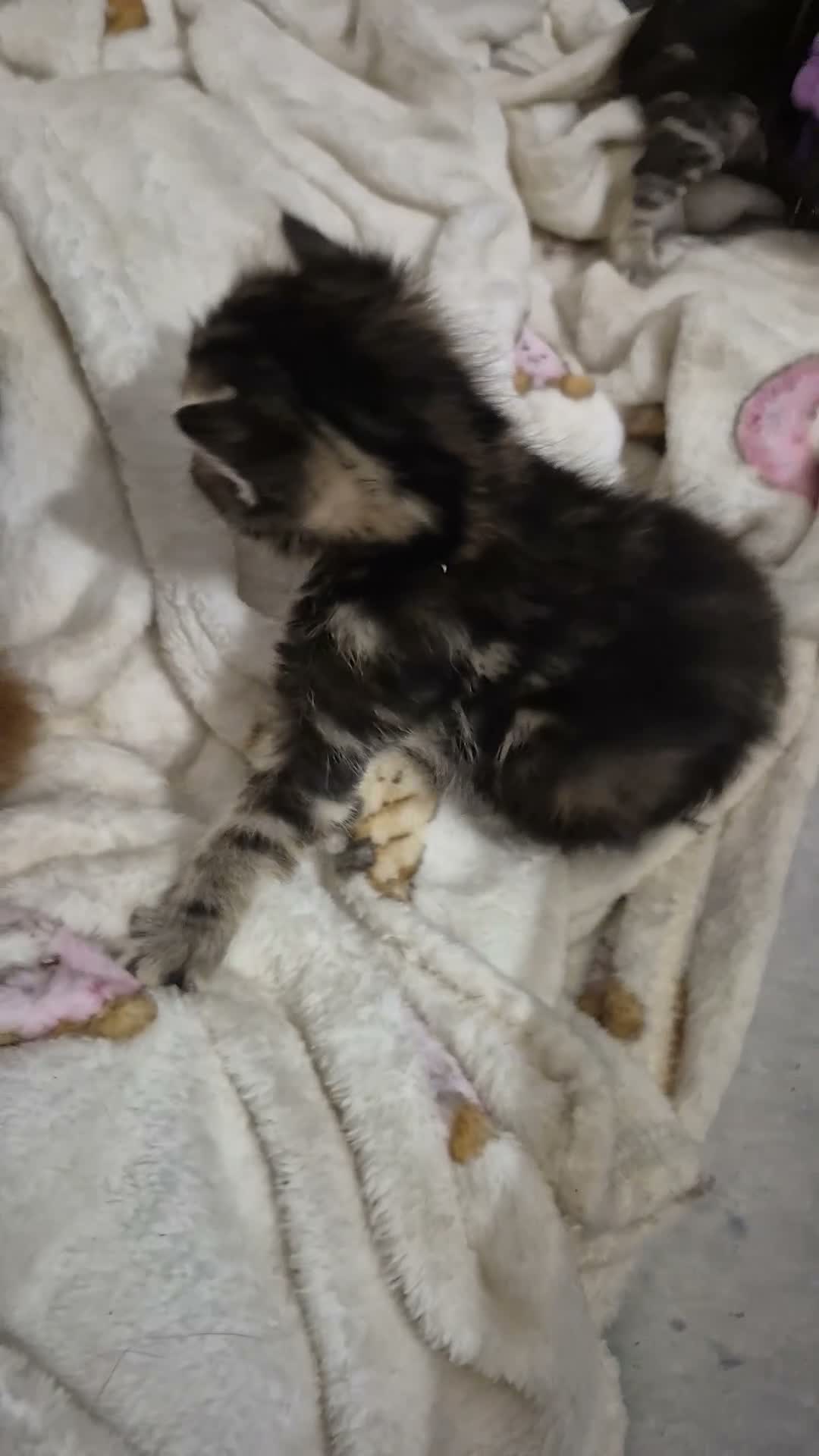 Mixed Breed cats for sale: One kittens available to go on the 26th of October - Video 1