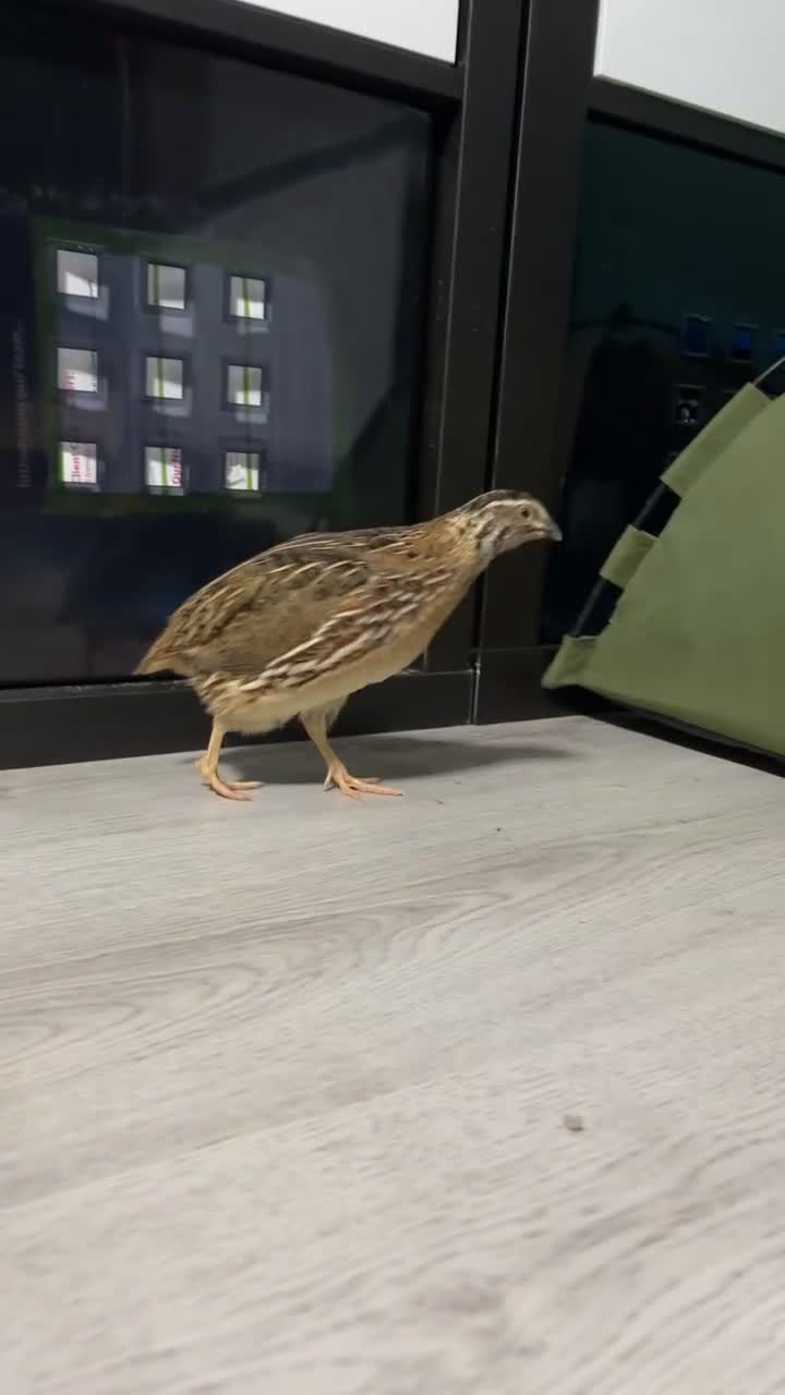 Quail poultry for sale: Quail - Video 3