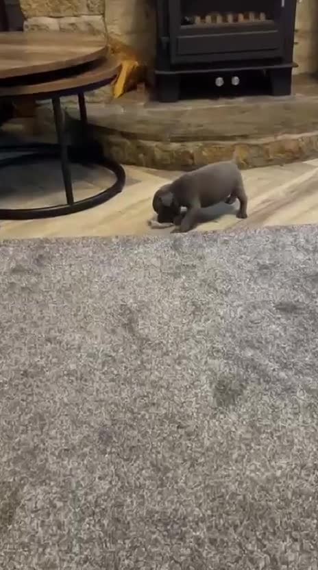 Staffordshire Bull Terrier dogs for sale: A VERY UNIQUE ONE OFF LITTER  - Video 1
